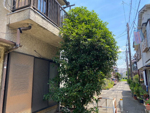 ��ʌ�����s�ŕx�m�P����24-1�̈�ˌ��Ă̌����O��